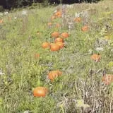 Branstool Orchards photo