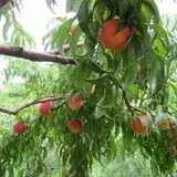 Branstool Orchards photo