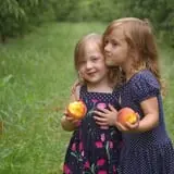 Branstool Orchards photo