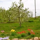 Branstool Orchards photo