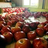 Branstool Orchards photo