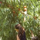 Branstool Orchards photo