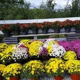 Branstool Orchards photo
