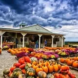 Branstool Orchards photo