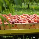 Branstool Orchards photo