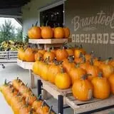 Branstool Orchards photo