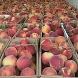Branstool Orchards photo