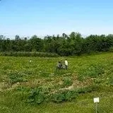 Branstool Orchards photo