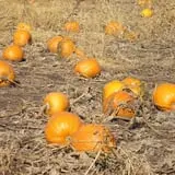 Blacks Heritage Farm photo
