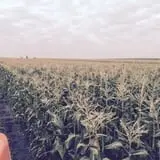 Blacks Heritage Farm photo
