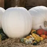 Blacks Heritage Farm photo