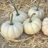 Blacks Heritage Farm photo