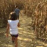 Country Days Corn Maze photo