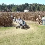Country Days Corn Maze photo