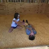 Country Days Corn Maze photo