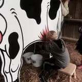 Country Days Corn Maze photo