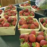 Smedberg's Crystal Spring Farm photo