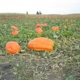 Land of the Giants Pumpkin Farm photo