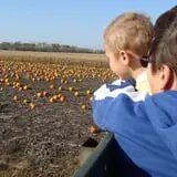 Land of the Giants Pumpkin Farm photo