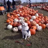 Land of the Giants Pumpkin Farm photo