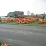 Land of the Giants Pumpkin Farm photo