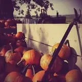 Land of the Giants Pumpkin Farm photo