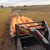 Land of the Giants Pumpkin Farm photo