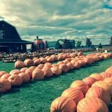 Land of the Giants Pumpkin Farm photo
