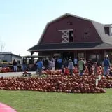 Land of the Giants Pumpkin Farm photo