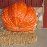 Land of the Giants Pumpkin Farm photo