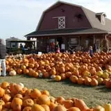 Land of the Giants Pumpkin Farm photo