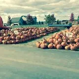 Land of the Giants Pumpkin Farm photo
