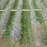 Beak & Skiff Apple Orchards photo