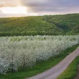 Beak & Skiff Apple Orchards photo