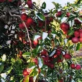 Beak & Skiff Apple Orchards photo