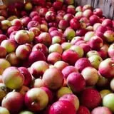 Beak & Skiff Apple Orchards photo