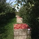Beak & Skiff Apple Orchards photo