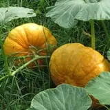 Wills Family Orchard photo