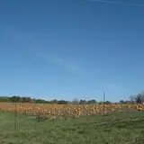 Wills Family Orchard photo