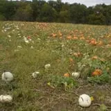 Wills Family Orchard photo