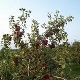 Wills Family Orchard photo