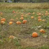 Wills Family Orchard photo