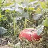 Wills Family Orchard photo