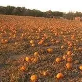 Wills Family Orchard photo
