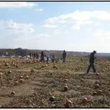 Wills Family Orchard photo