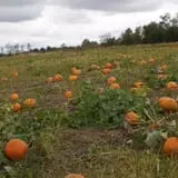 Wills Family Orchard photo