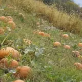 Wills Family Orchard photo