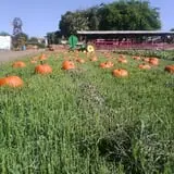Pumpkin Days & Corn Maze at Tolmachoff Farms photo