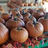 Pumpkin Days & Corn Maze at Tolmachoff Farms photo