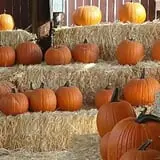 Pumpkin Days & Corn Maze at Tolmachoff Farms photo